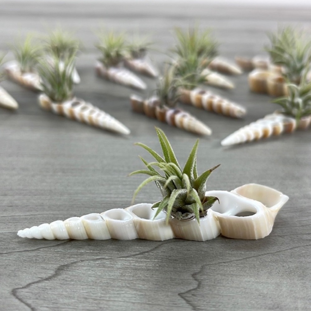 🔆AIR PLANT BUDDY🔆 WITH REAL SEA SHELL HAND MADE AND UNIQUE - Picture 9 of 9